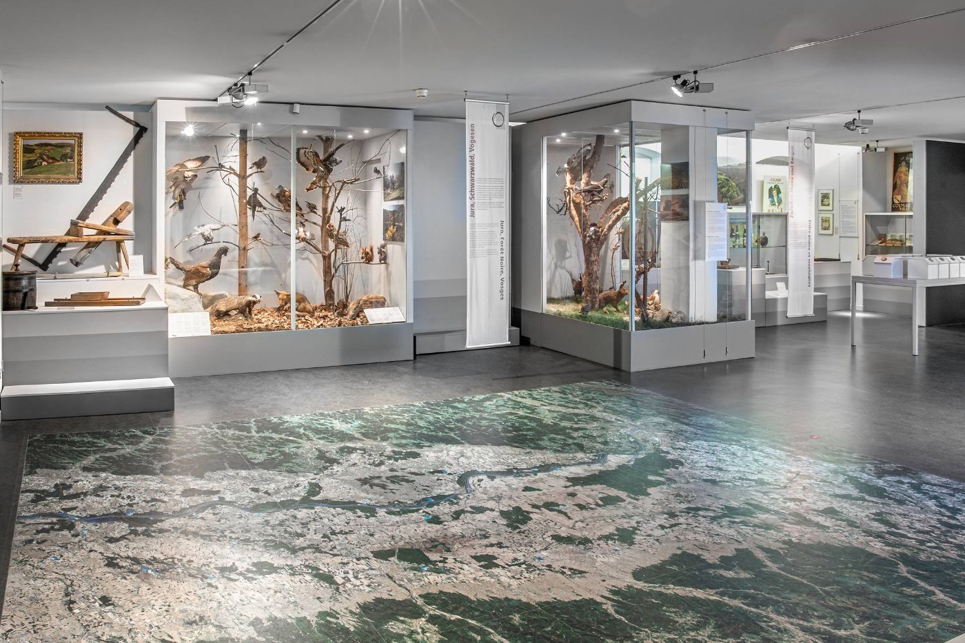 Une salle d'exposition montre des dioramas avec des arbres et des animaux empaillés, ainsi qu'une carte au sol
