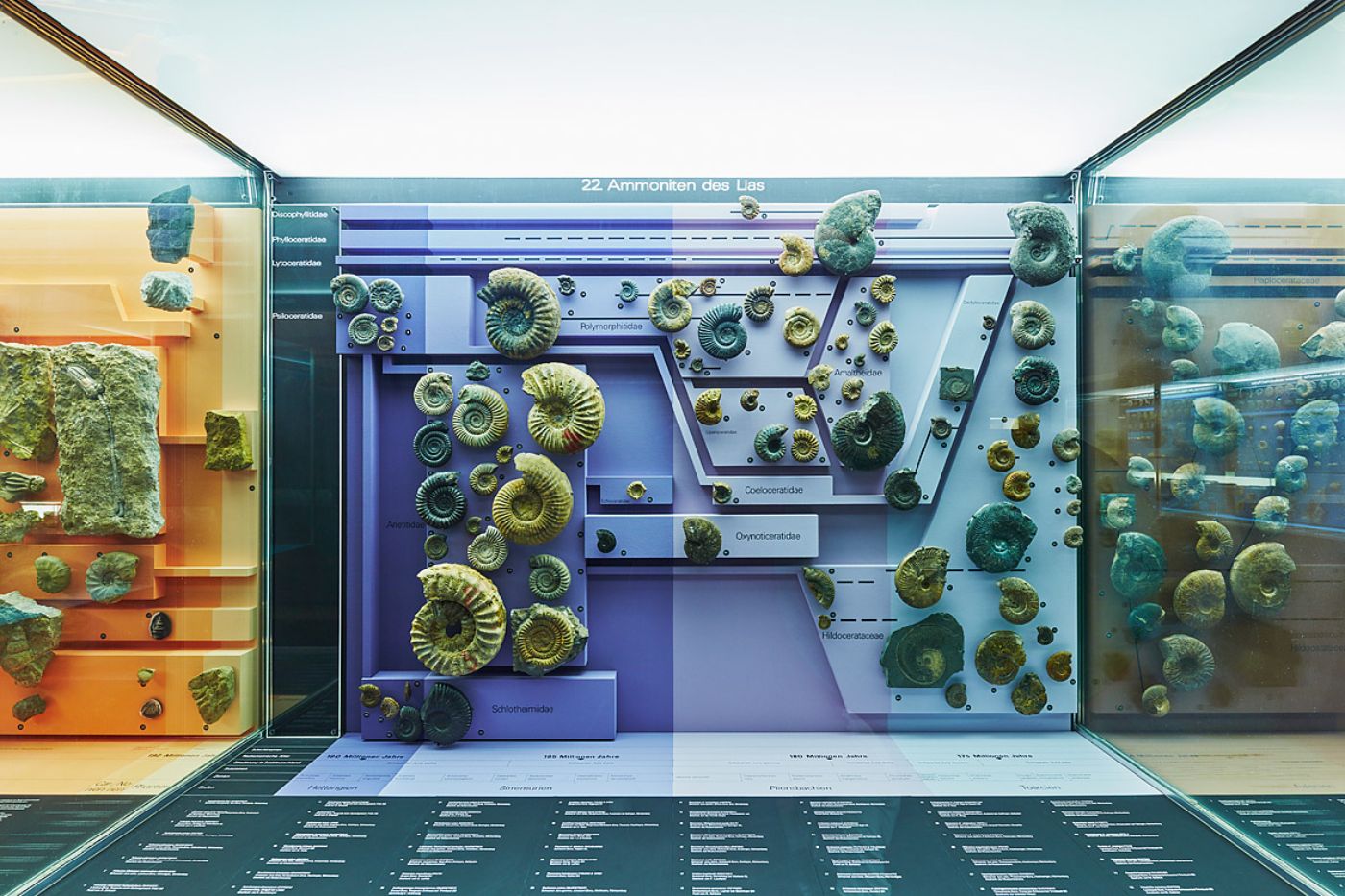 Fossiles d'ammonites dans une vitrine en verre, triés par famille et âge géologique.