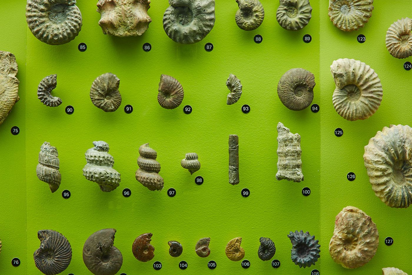 Des fossiles d’ammonites et d’autres animaux marins ornent un mur vert vif.