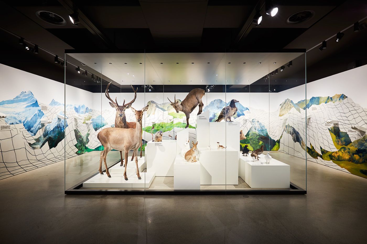 Un diorama présente des animaux naturalisés des Alpes devant un décor de montagne pittoresque.