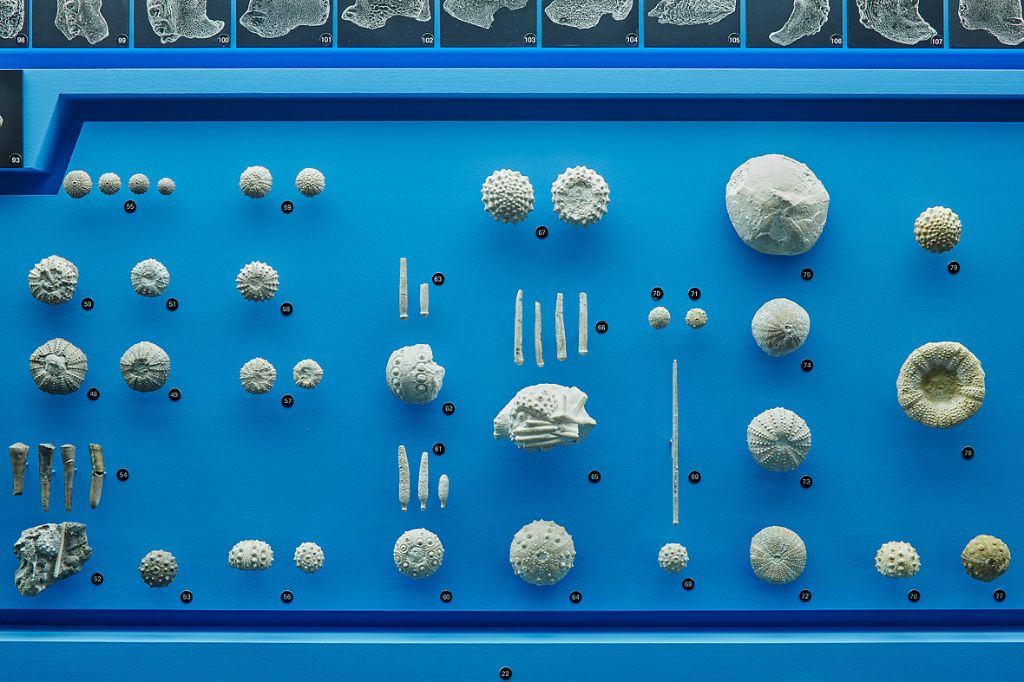 De petites créatures marines fossiles, comme des oursins et ammonites, exposées sur un panneau bleu