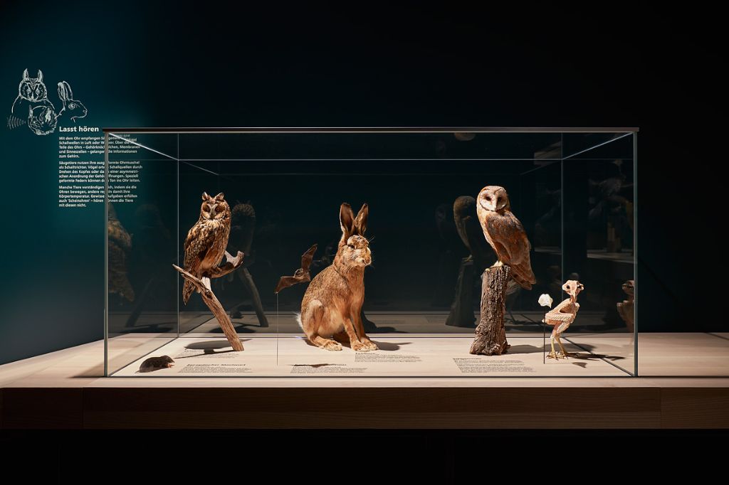 Un lièvre empaillé est assis entre deux chouettes empaillées dans une vitrine en verre.