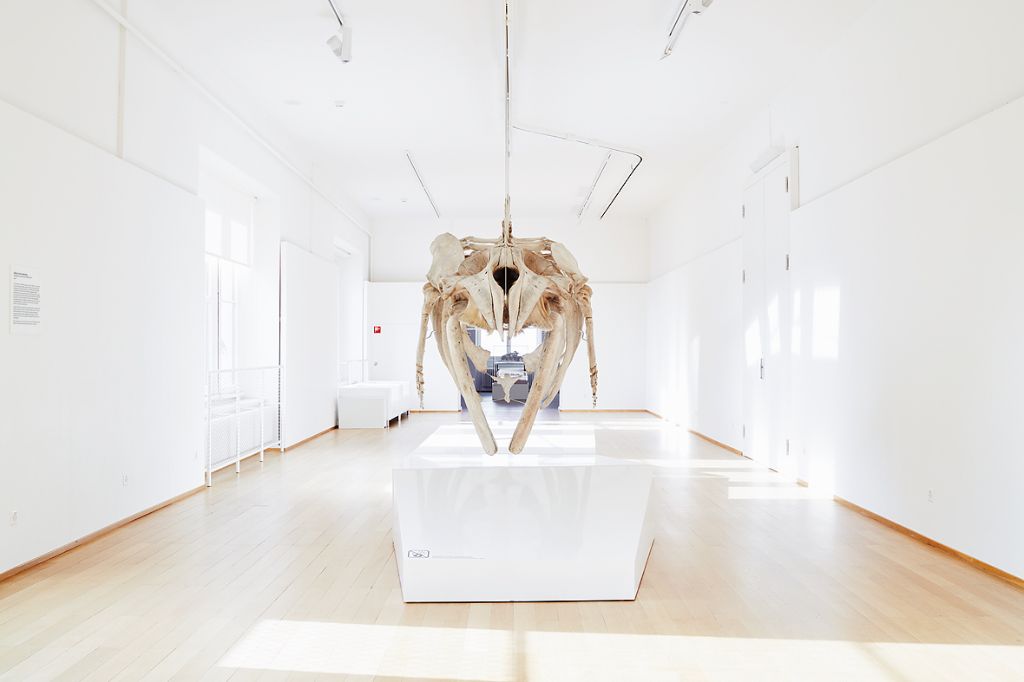 A minke whale skeleton is impressively suspended from the ceiling in a brightly lit room
