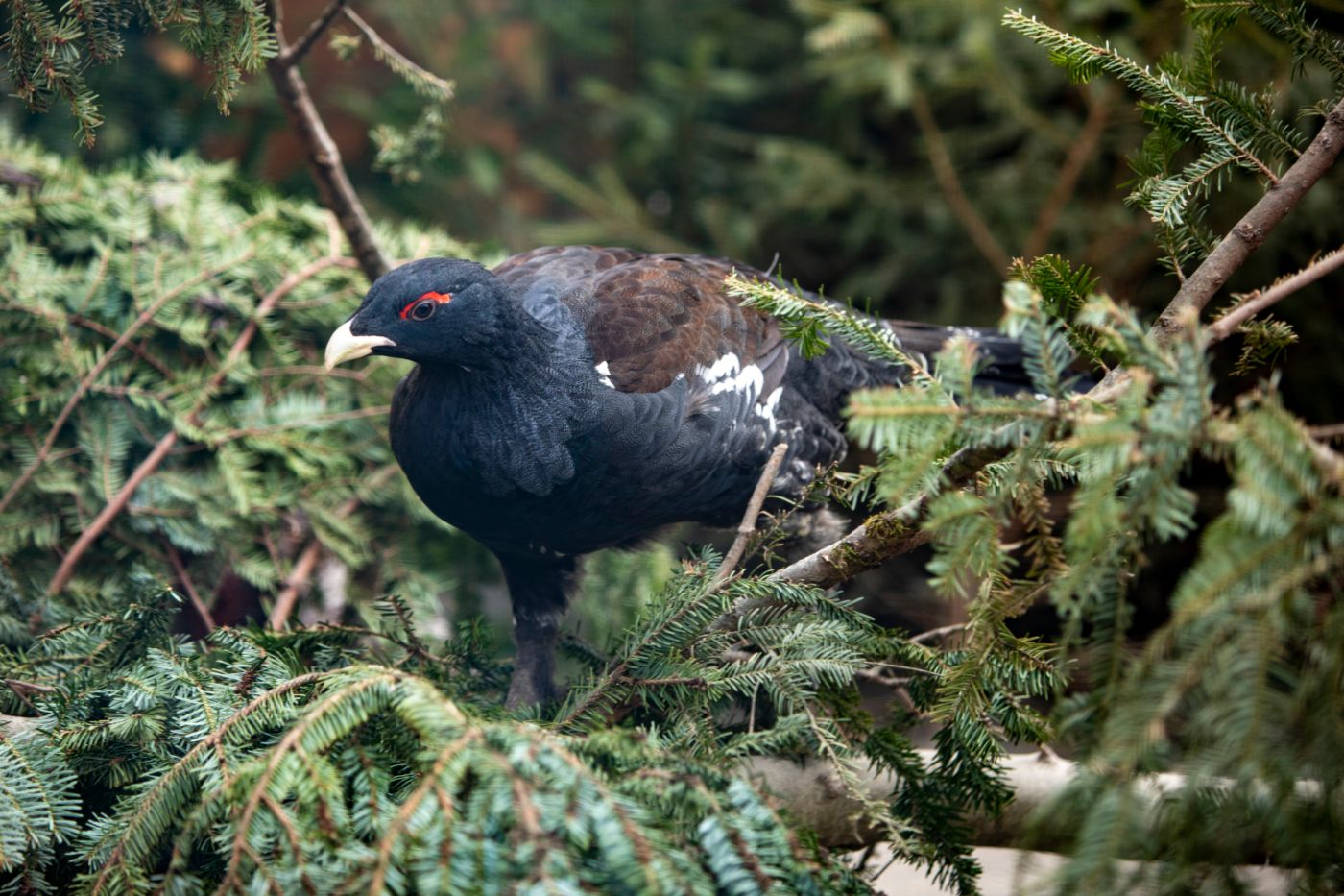 Capercaillie on branches in the forest