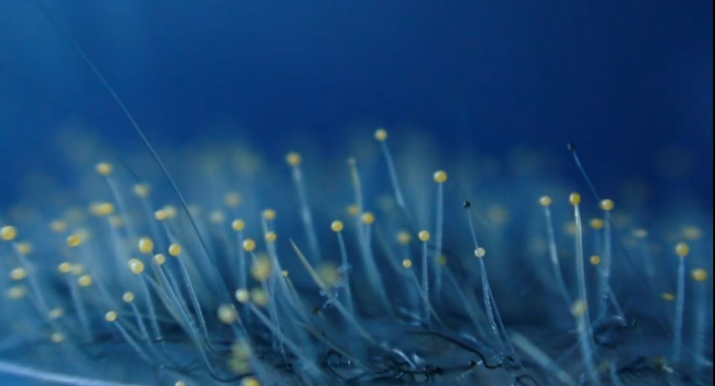 Winzige gelbe Pilzsporen wachsen auf dünnen, haarähnlichen Stielen vor blauem Hintergrund.