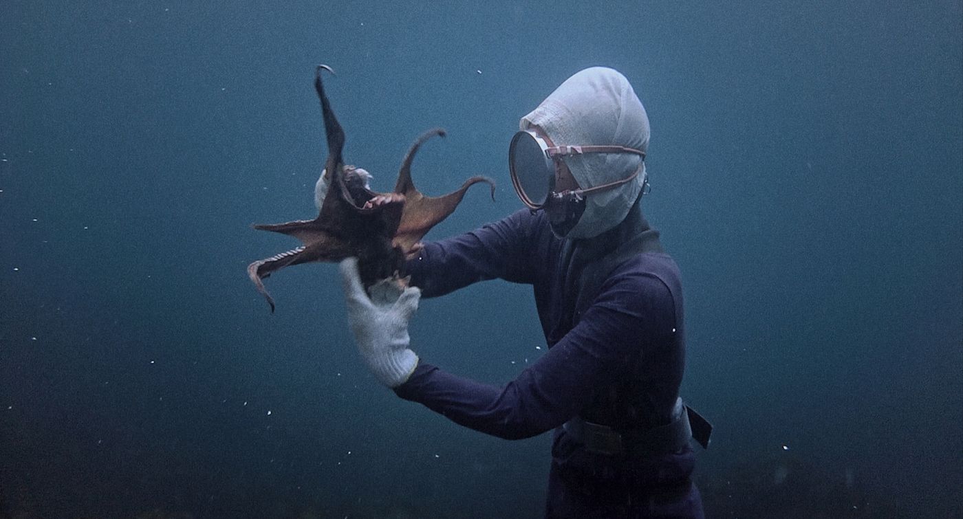 Ein Taucher in einem violetten Anzug hält unter Wasser einen grossen, ausgebreiteten Oktopus fest
