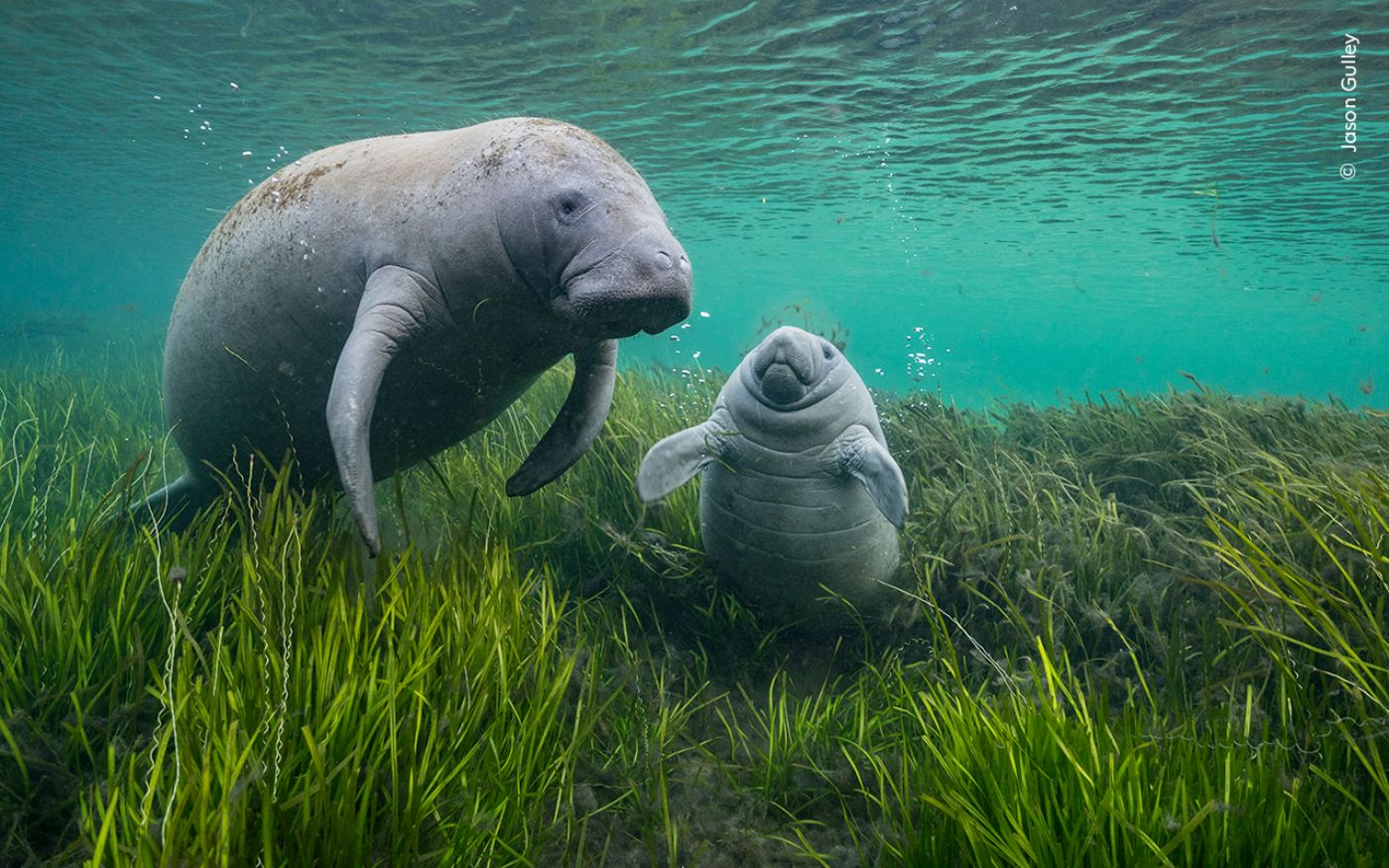 Eine Seekuh und ihr Kalb schweben anmutig durch klares Wasser über Seegraswiesen