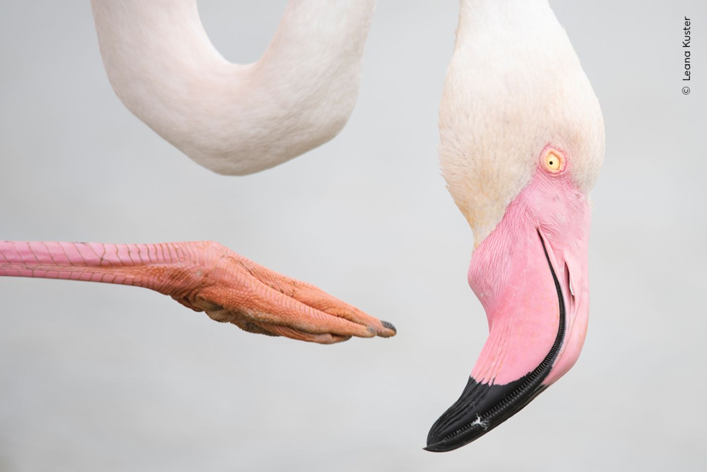 Ein Flamingo kratzt sich mit dem Fuss am Kopf. Der Bildausschnitt ist so gewählt, dass nur der Kopf, der Halsbogen sowie der Fuss sichtbar sind. Eine kunstvoller Blick auf die Szenerie.