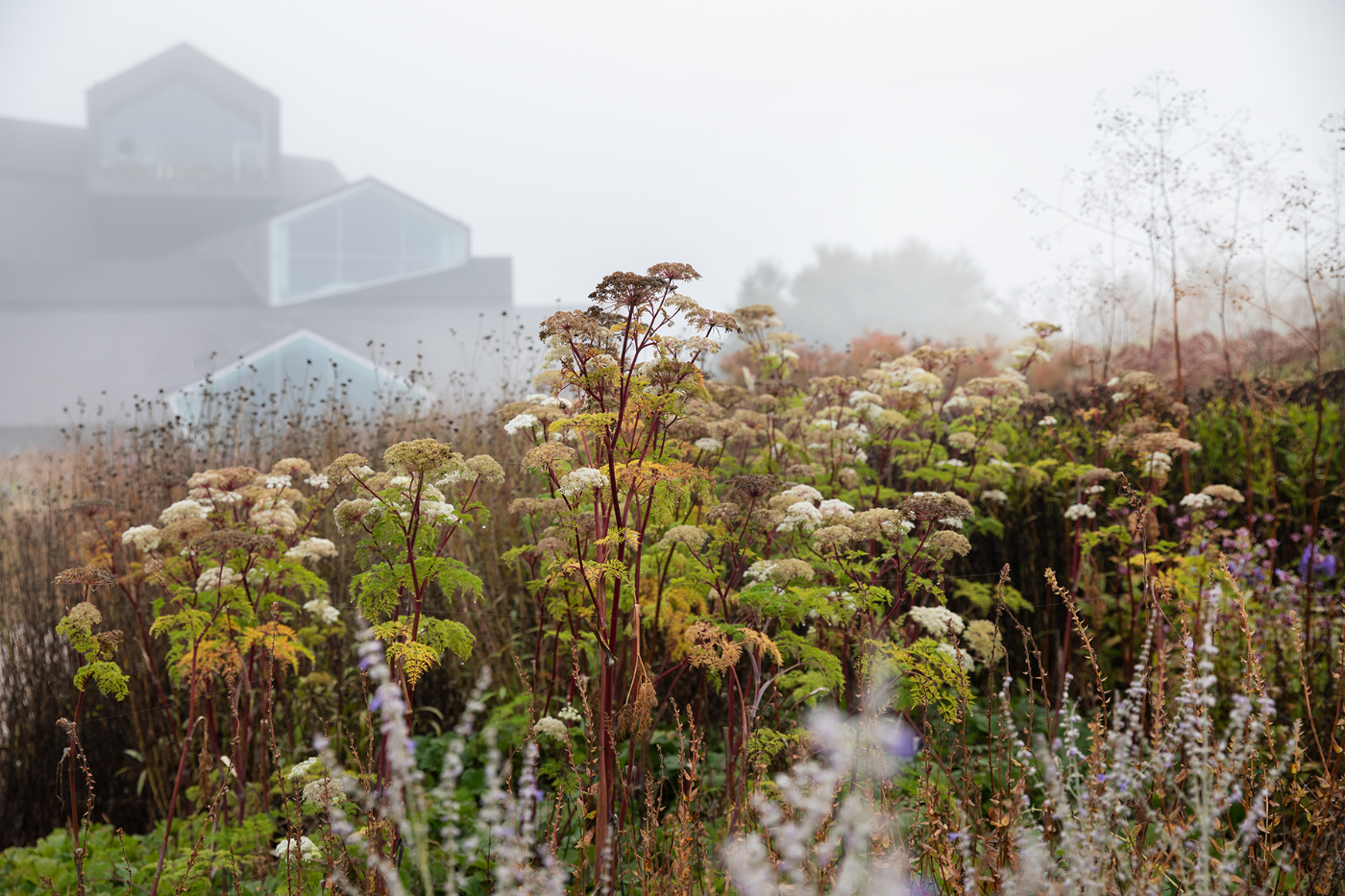 Im Vordergrund blühen hohe Pflanzen, während im Hintergrund moderne Gebäude im Nebel zu sehen sind