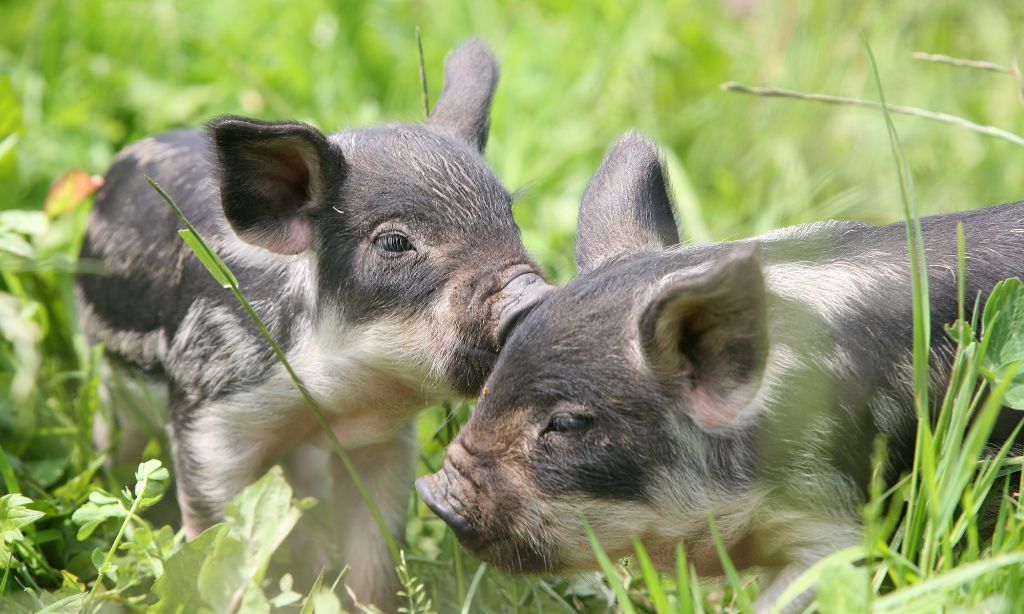 Junge Weideschweine am Spielen im Tierpark in Augusta Raurica