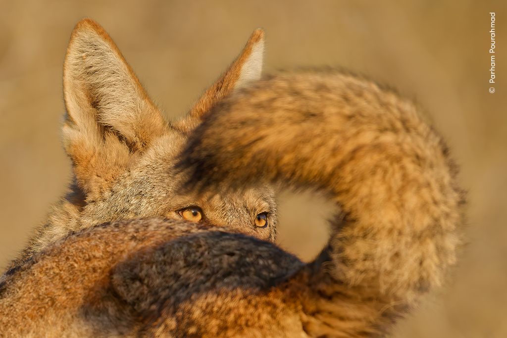 © Parham Pourahmad, Wildlife Photographer of the Year