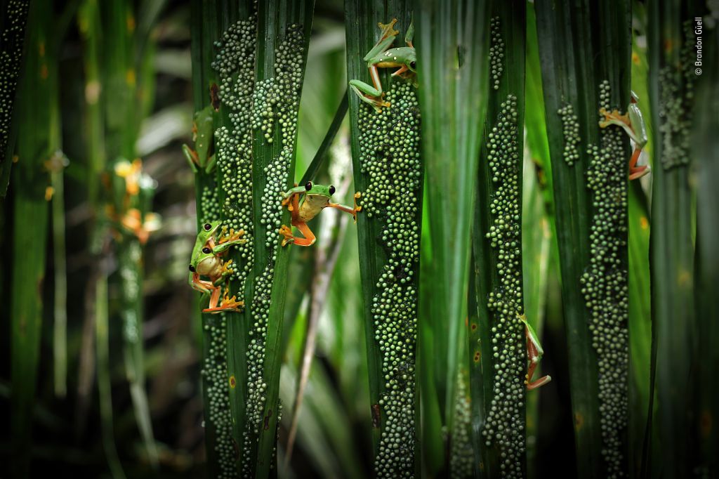 (c) Brandon Güell, Wildlife Photographer of the Year